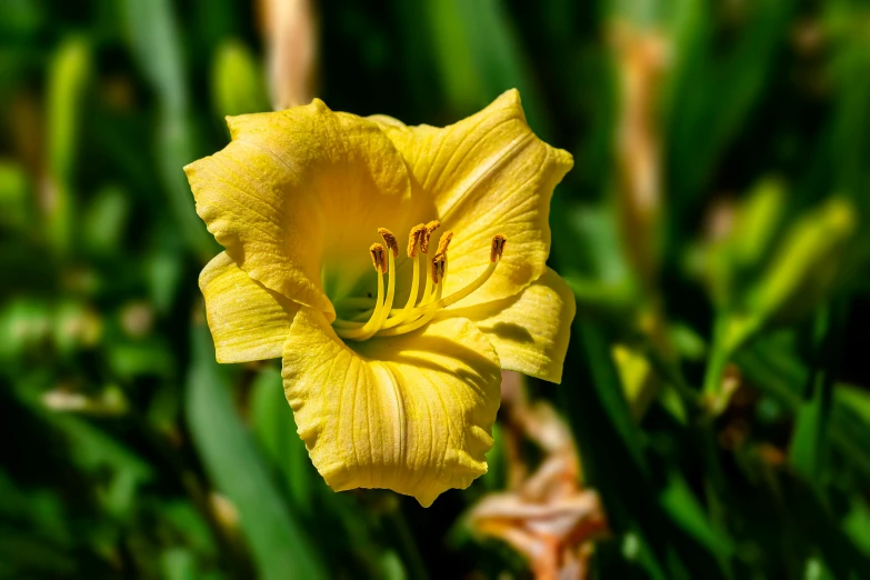 a single flower sits in the middle of some grass