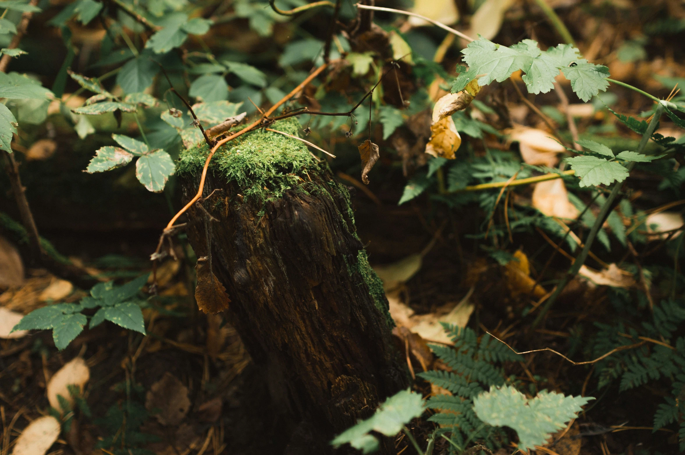 close up po of moss growing on wooden post