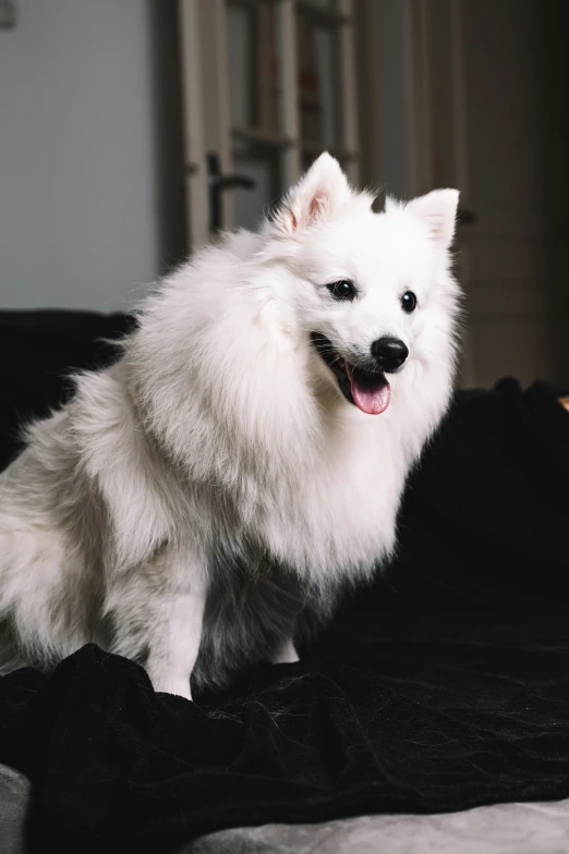 there is a very large dog with a black face and white coat