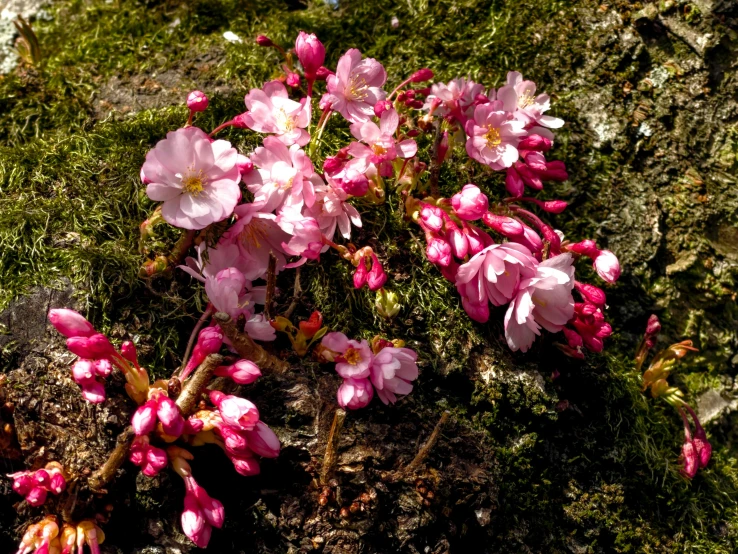 pink flowers on top of a rock in the sun