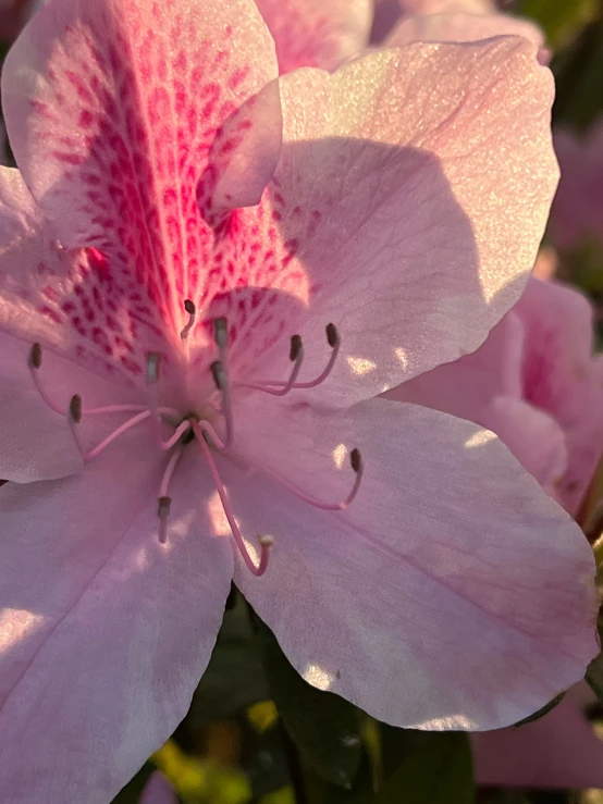 a close - up of a pink flower with leaves in the background