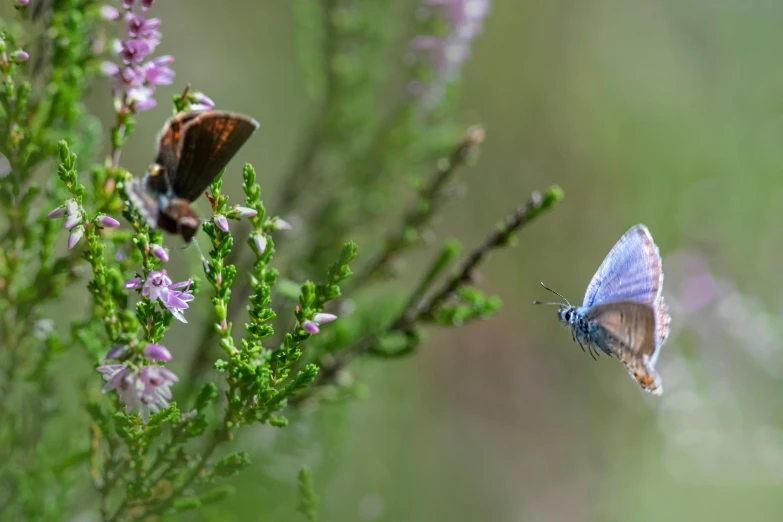 two birds flying close to each other near a flower