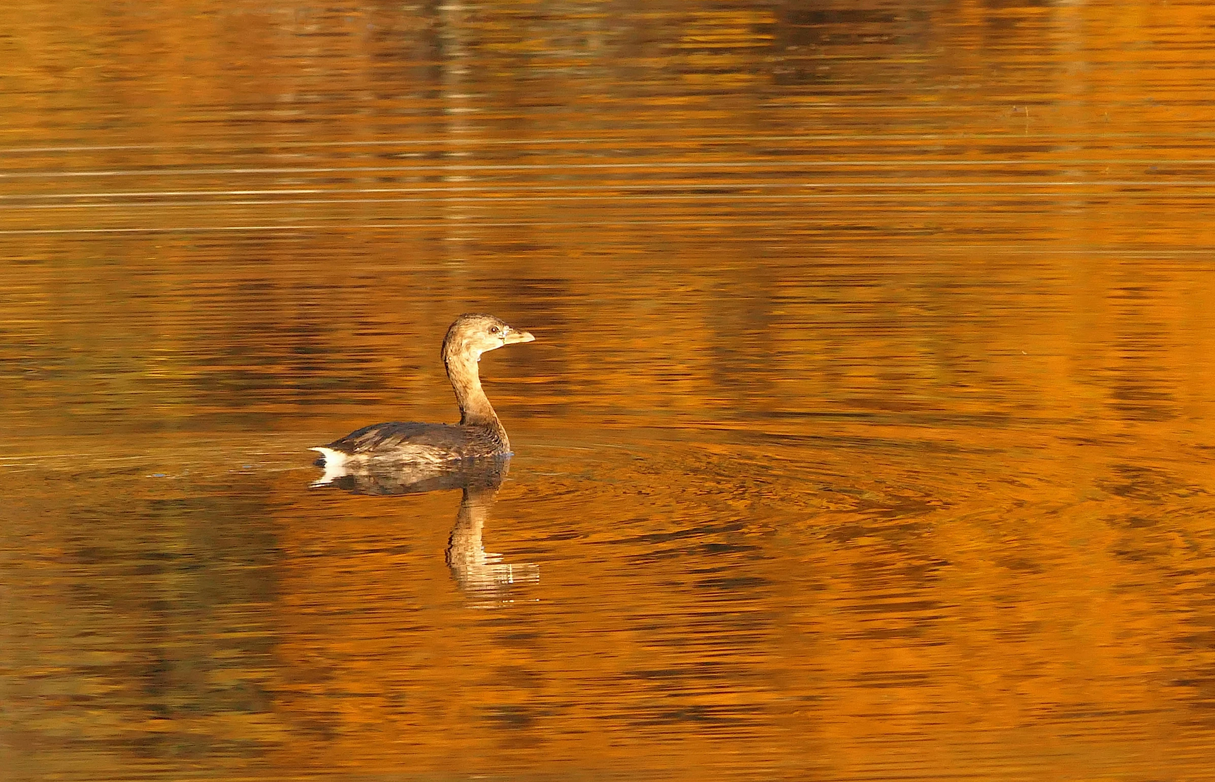 a white duck is floating on the surface of water