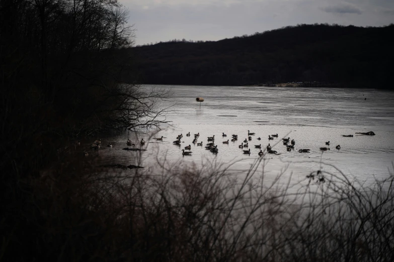 several ducks are gathered at the bank of a pond