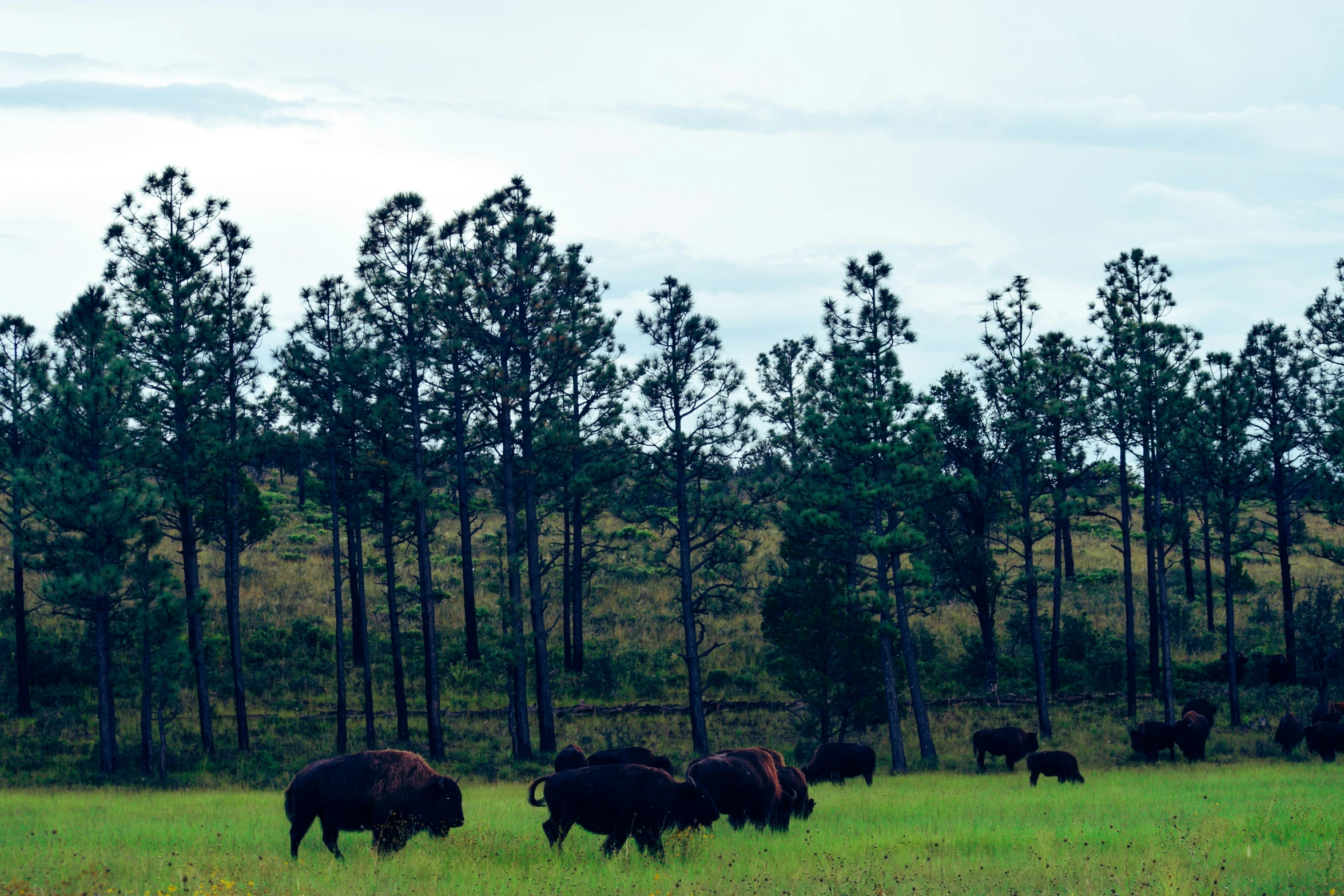 several bison in the middle of an area