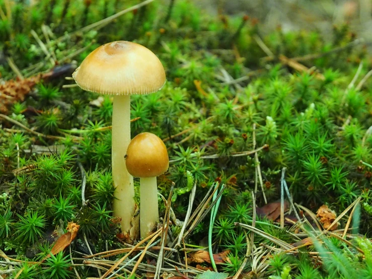 two mushrooms are sitting on the ground among grass