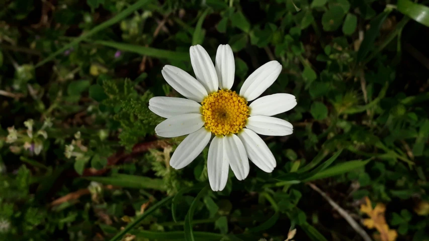 there is a yellow and white daisy on a plant
