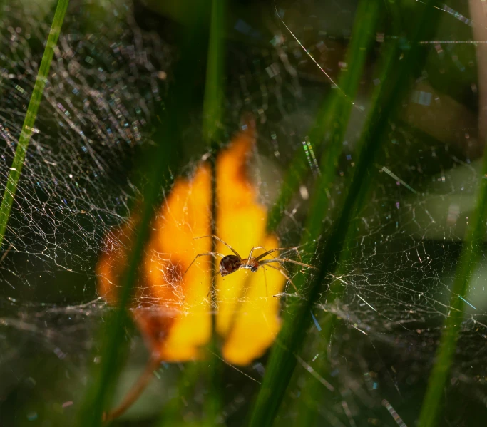 a spider is sitting in the middle of green grass