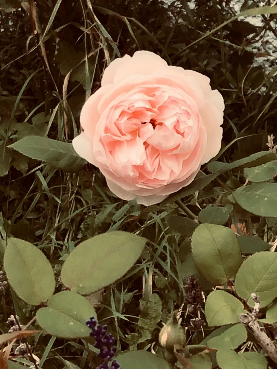 pink flower surrounded by green leaves in the woods