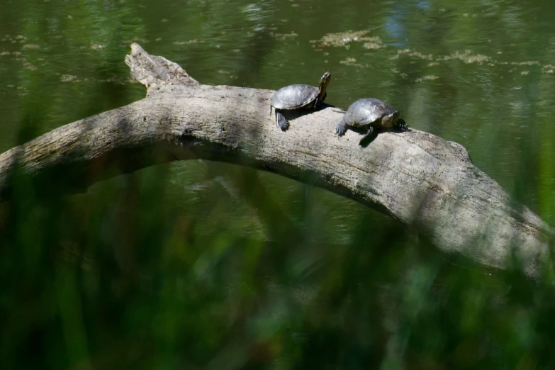 two turtles sitting on a log in the water