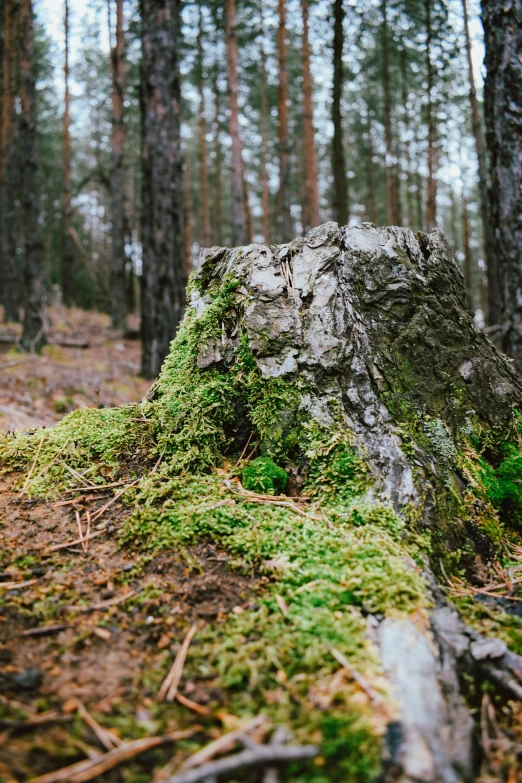 a moss covered rock surrounded by trees and logs