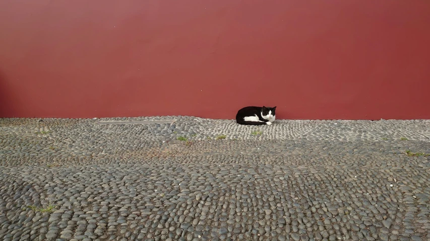 a cat is walking next to a red wall