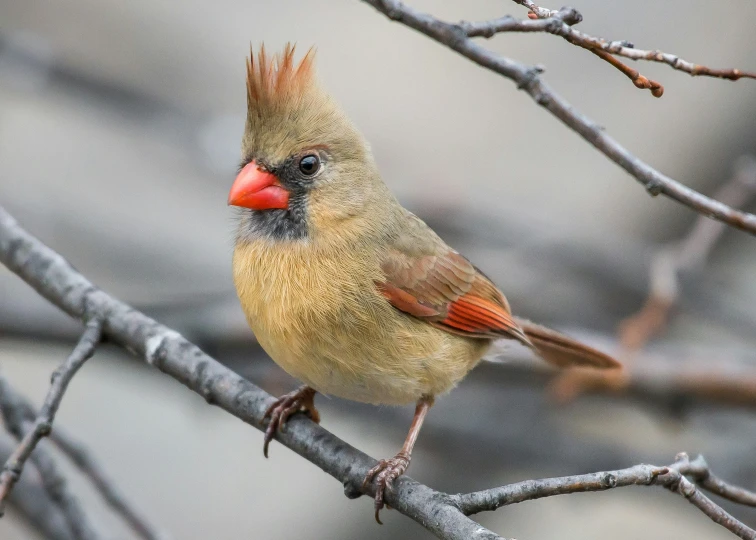 the bird sits on a nch with tiny red feathers