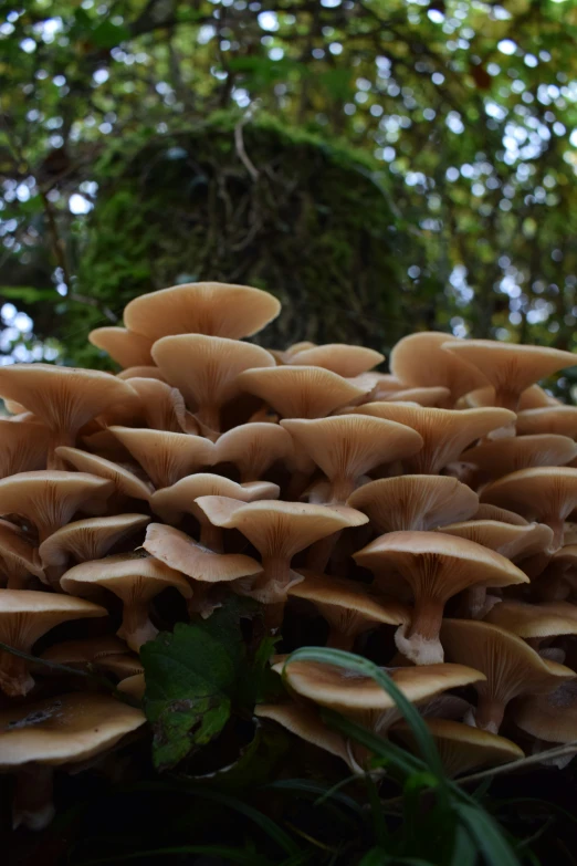 small mushrooms grow together in the woods