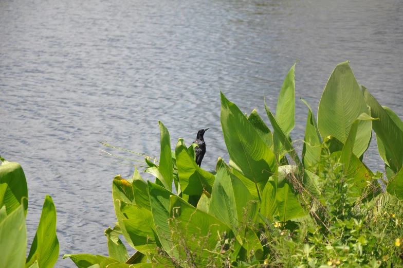 black bird sitting on leaf covered vegetation near a body of water