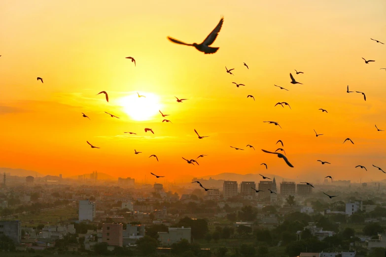 birds flying over a city in the sunset