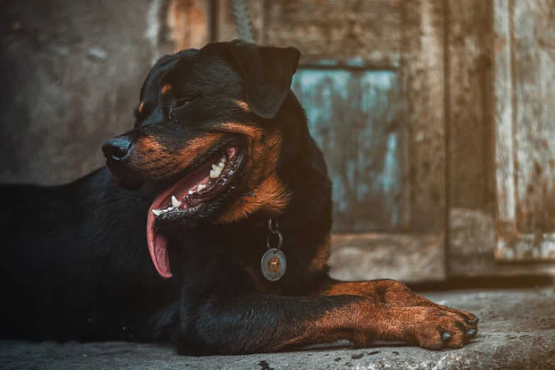 a black and brown dog laying on concrete near wood door