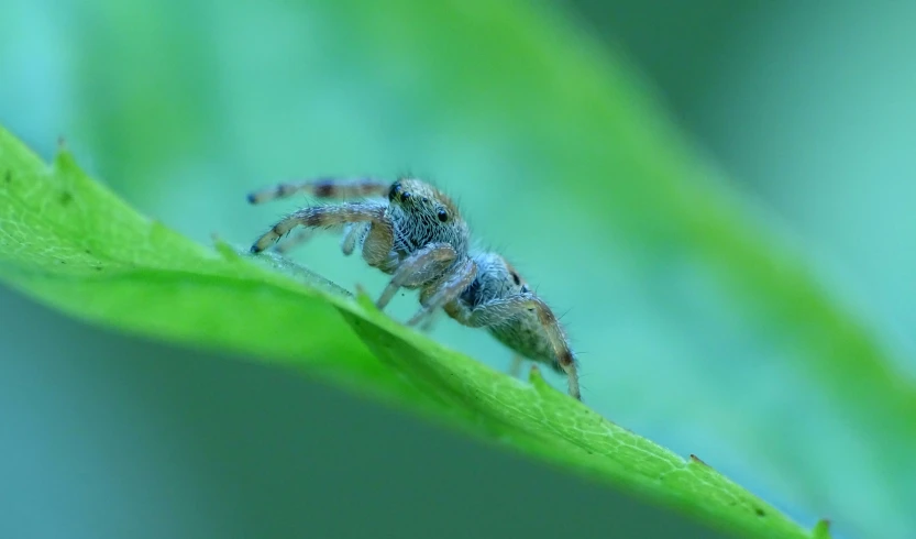 a jumping spider on a green leaf in the morning