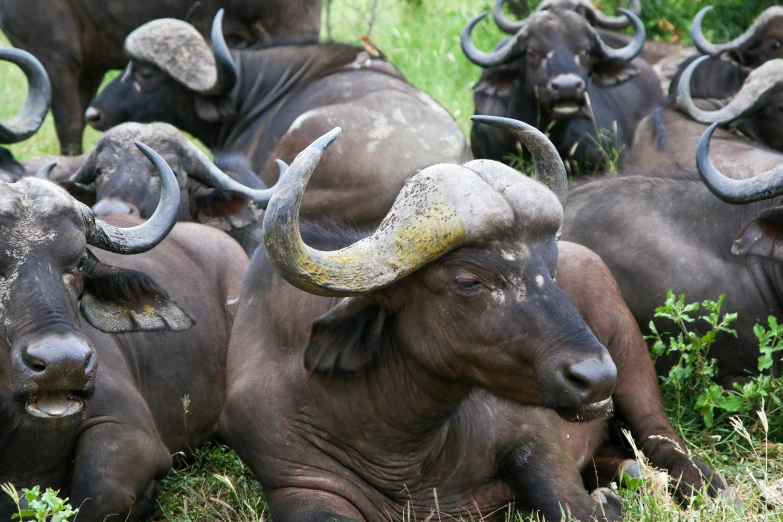 several bull in a field with plants around