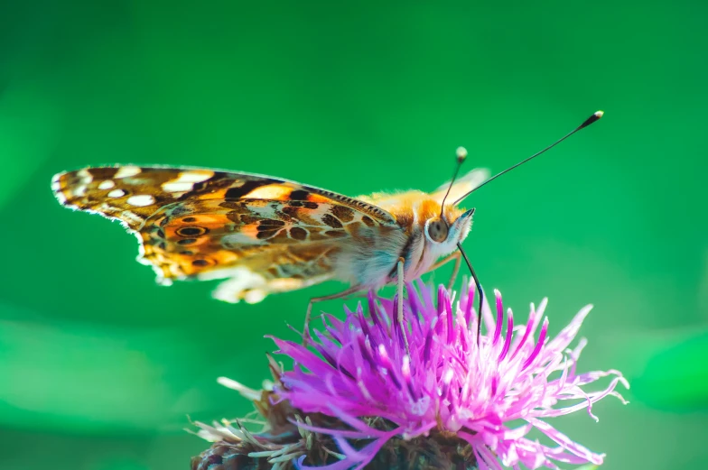 a erfly resting on a thistle flower