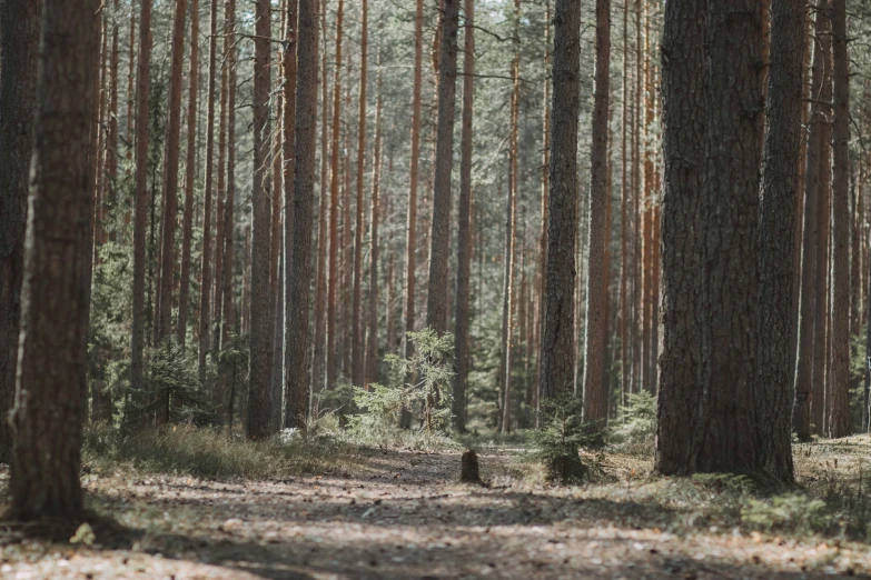 tall trees with many trunks in a forest