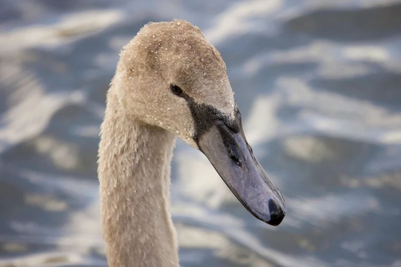 a swan with a black beak in the water