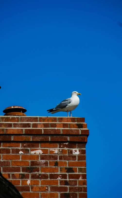 two seagulls sitting on top of a brick chimney