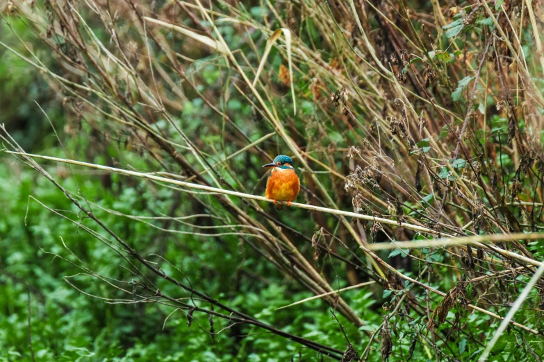 a colorful bird is sitting on the nch