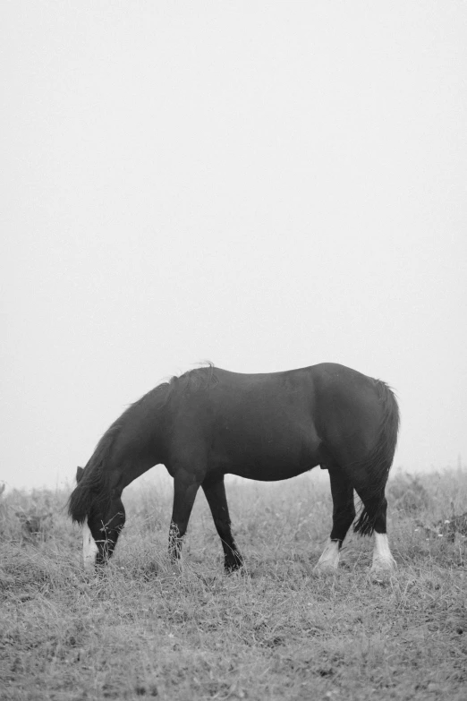 a black horse grazing in an open field