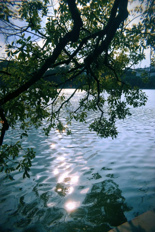 the sun is shining through the trees onto the water