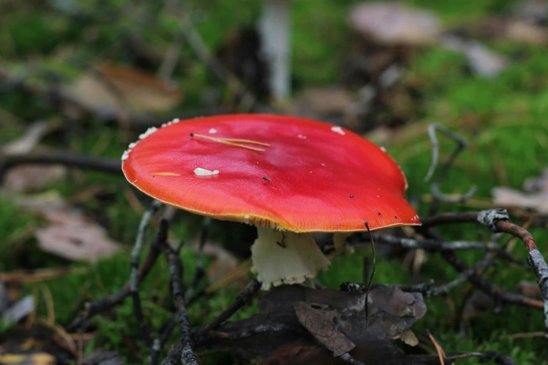 a mushroom is on the ground near dead leaves