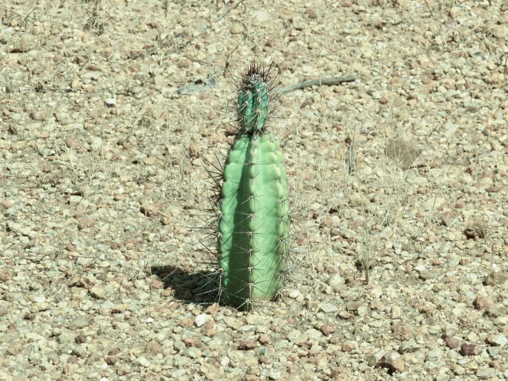 small green cactus in the middle of the desert