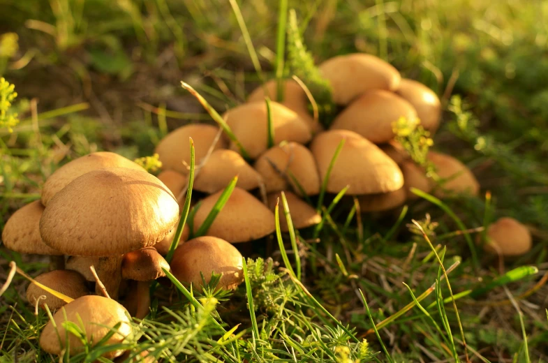 a group of small mushrooms sitting on the grass