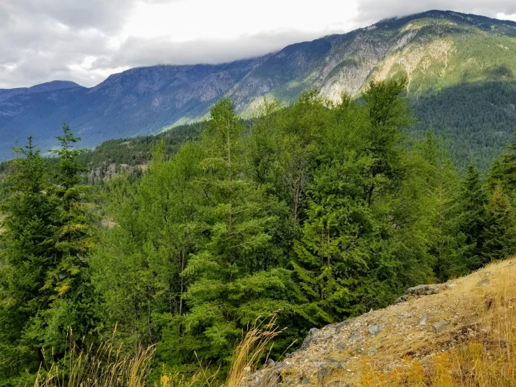 trees and bushes along side a mountain ridge