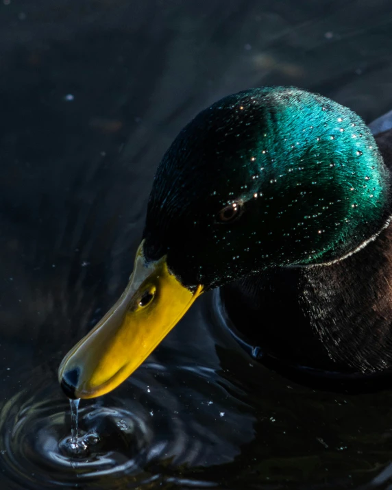 a duck with a green head swimming on the water