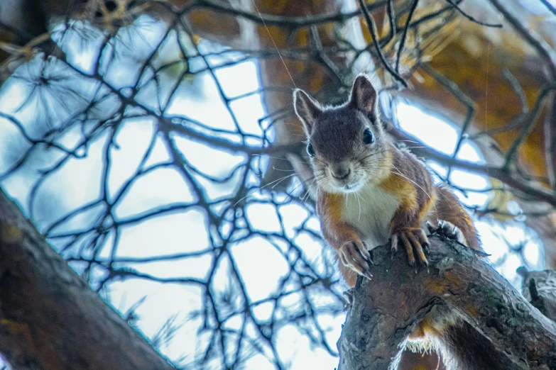 a small squirrel sitting on a tree nch looking down