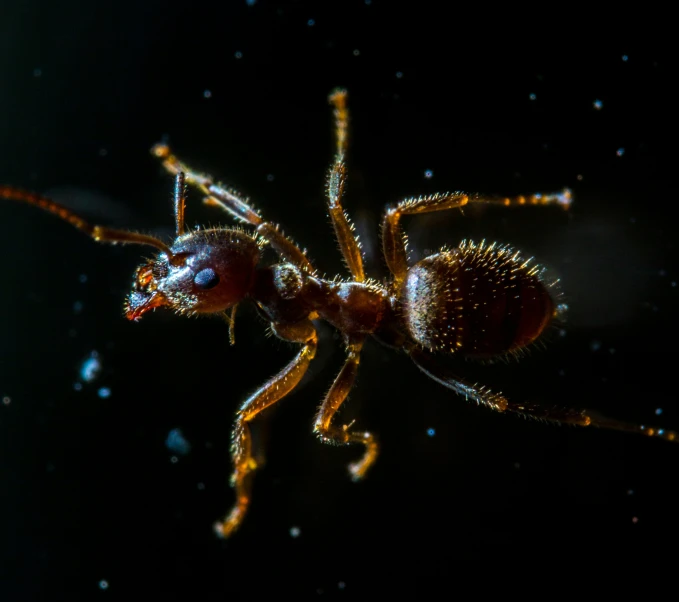 a large insect walking across a black background