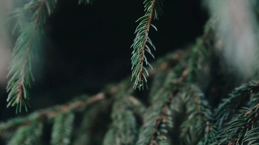 pine needles and nches in the foreground with light coming from them