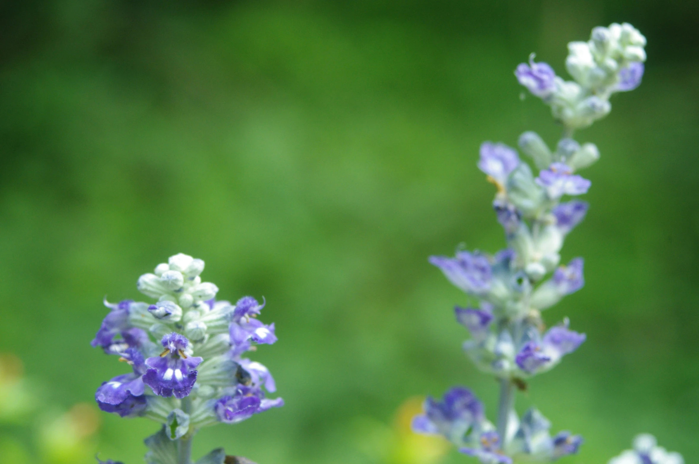 a blue flower is next to the blurry background