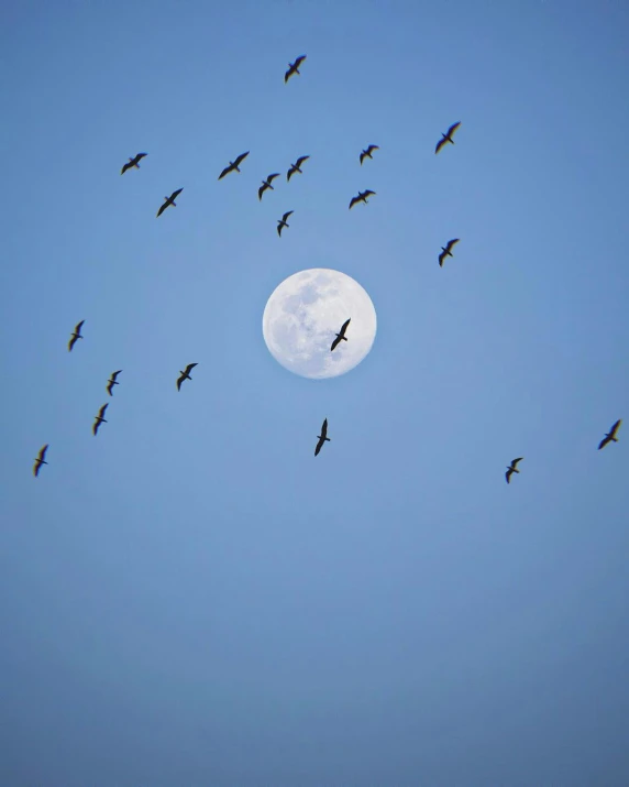 many birds flying through the air over a big moon