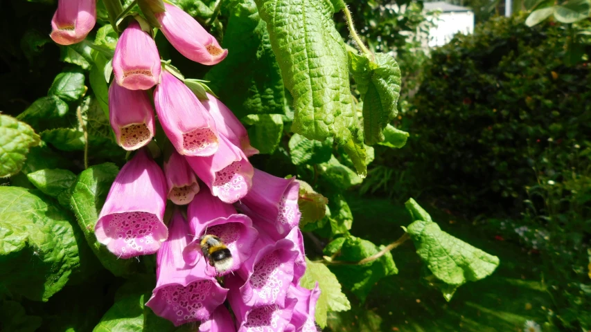 a bunch of flowers are hanging from the vine