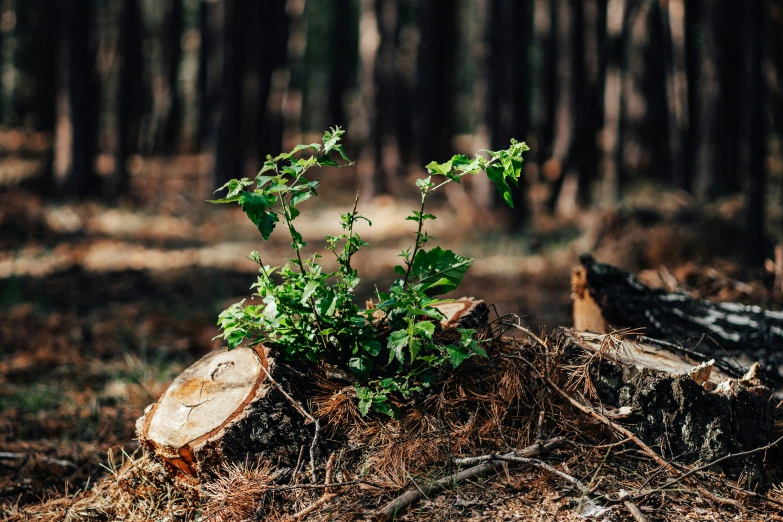 the trees are in a forest with logs