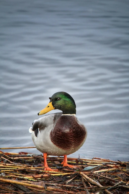 a duck standing on top of a nest next to the water