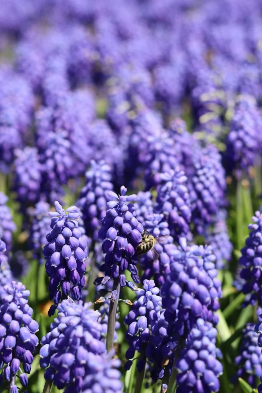 a bee is sitting on a bunch of lavenders