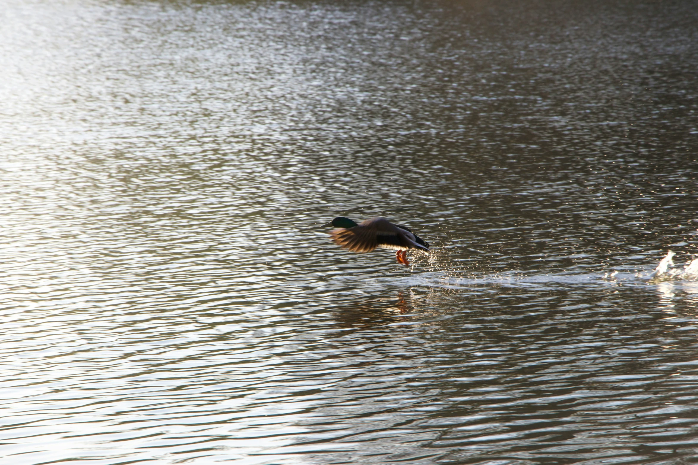 a bird that is standing in the water