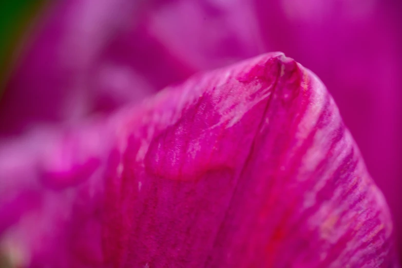 a closeup of a pink flower in full bloom