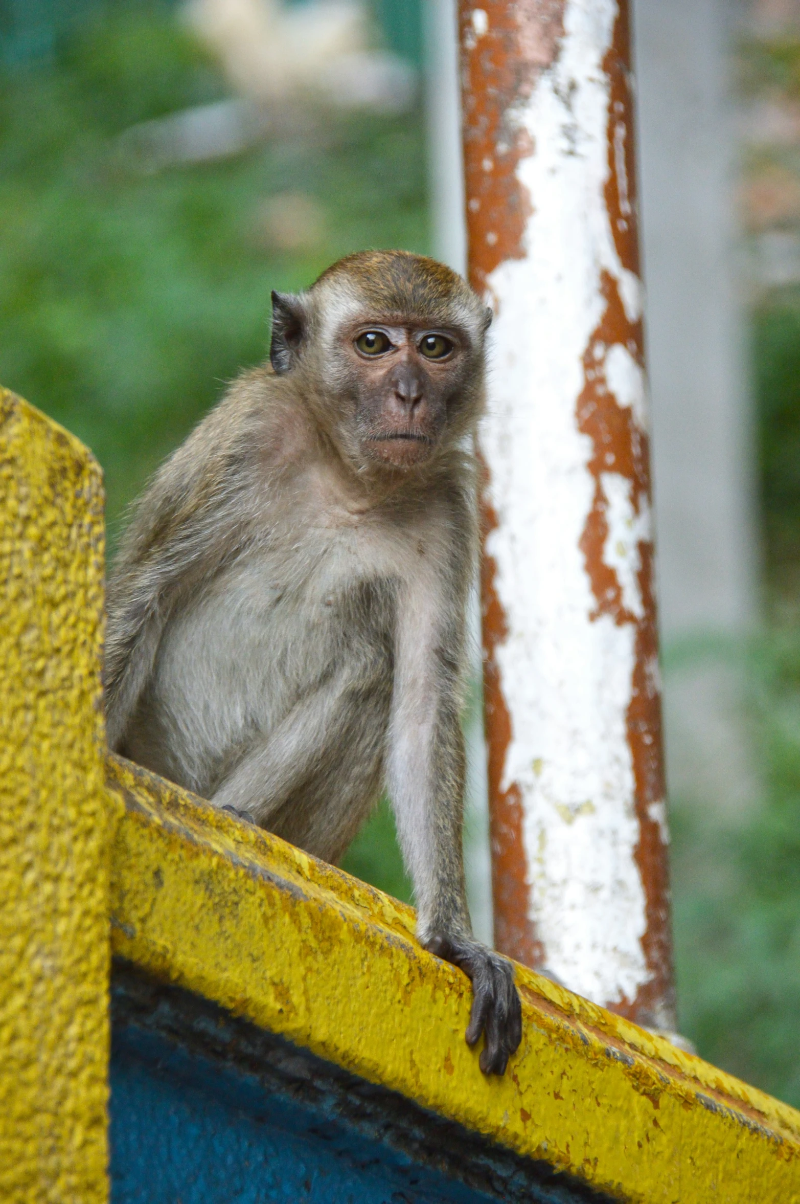 the monkey is standing near a blue and yellow object