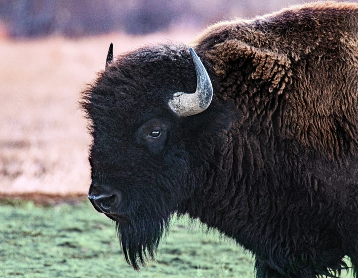 a brown bison standing on top of a lush green field