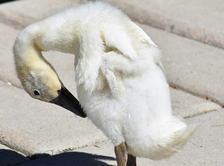 a baby swan with it's head against the ground