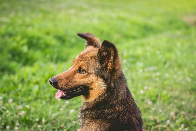 a dog sitting on top of a lush green field